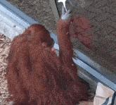 an orangutan is sitting in front of a glass door and reaching out to touch it .