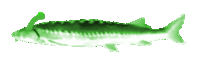 a green fish on a white background that looks like it is swimming