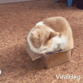 Playing With The Box Cat GIF - Playing With The Box Cat Viralhog GIFs