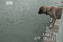 Dog Water GIF - Dog Water Jump GIFs