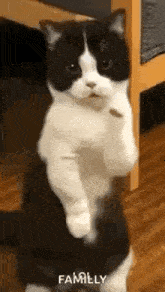 GIF