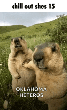 two ground squirrels are standing in a grassy field with the caption chill out shes 15