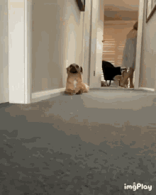 Very Sneaky Sneaking Out GIF - Very Sneaky Sneaking Out Dog GIFs