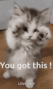 Cat Yougotthis GIF - Cat Yougotthis Cute GIFs