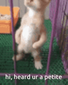 GIF