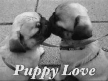 Puppy Love GIF - Puppy Love Kiss Pug GIFs