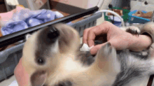 a person is cleaning a puppy 's nose with a wipe