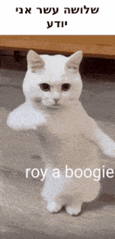 a white cat is standing on its hind legs and says roy a boogie in hebrew