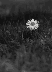Flor Blanco Y Negro Black And White GIF - Flor Blanco Y Negro Black And White Flower GIFs