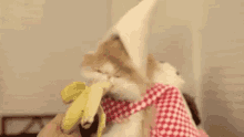 Eating Pet GIF - Eating Pet Banana GIFs