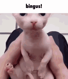Cats Funny As Hell GIF