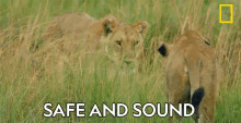 Safe And Sound Savage Kingdom GIF - Safe And Sound Savage Kingdom Safe GIFs