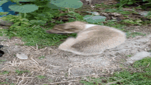 a brown and white dog is laying on the ground eating grass