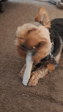 dog benji bone eating chomper