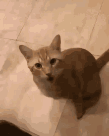 Pets What GIF - Pets What Cats GIFs