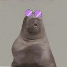 a seal wearing a pair of purple round sunglasses