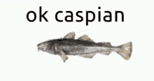 Ok Caspian GIF