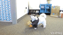 Heres Your Delivery Delivery Dog GIF - Heres Your Delivery Delivery Dog Ups GIFs