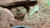 a frog is sitting in a rocky area with a rock in the background