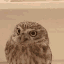 Owl Cute GIF - Owl Cute Bunny GIFs