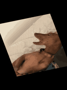 Pisco Dog GIF - Pisco Dog Spinning GIFs