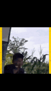 a man standing in front of a corn field with a yellow border
