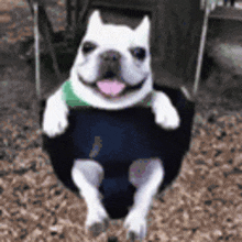 a french bulldog is sitting on a swing at a playground .