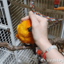 Parrot Viralhog GIF - Parrot Viralhog Cuddle GIFs