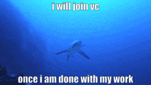 Join Vc Shark GIF - Join Vc Shark Fish GIFs