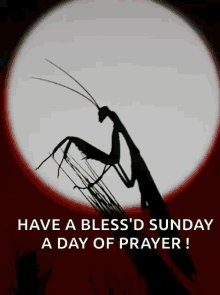 Praying Mantis Have A Blessed GIF