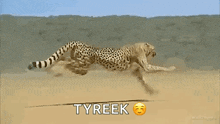 Cheetah Running GIF