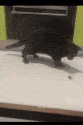 Cat Sisyphus GIF - Cat Sisyphus GIFs