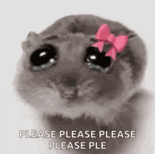 a hamster with a pink bow on its head is crying with tears in its eyes .