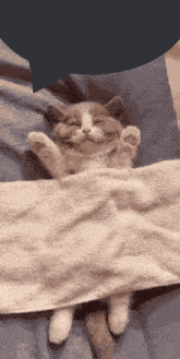 Textbox Cat GIF - Textbox Cat GIFs