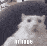 Hi Hope Cat GIF - Hi Hope Cat Epic Cat GIFs