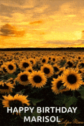Sunflower Yellow Sky GIF