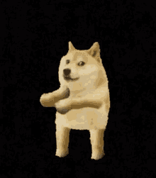 Dancing Dog GIF - Dancing Dog Meme GIFs