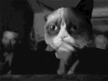 Grumpy Cat Clapping GIF - Grumpy Cat Clapping Goal GIFs