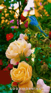 Have A Beautiful Day Flowers GIF