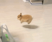 a small rabbit is jumping in the air on a white floor .