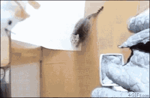 Cat Excited GIF - Cat Excited Jump GIFs