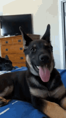 Dog Tongue Out GIF - Dog Tongue Out Excitement GIFs