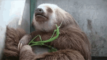 sleep tired nap sloth sloth sanctuary