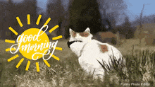 a cat is laying in the grass in front of a sun with the words good morning on it