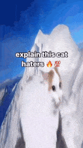 Cat Explain This Haters GIF - Cat Explain This Haters GIFs
