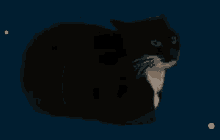 Cat Loafing GIF