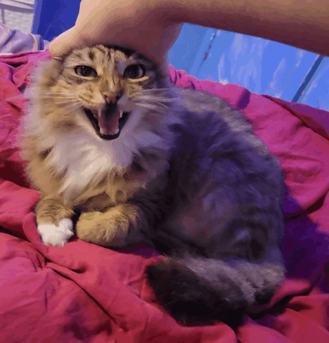 Hadeel928 Angry Cat GIF