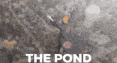 thepond croaker fatherfrog discord