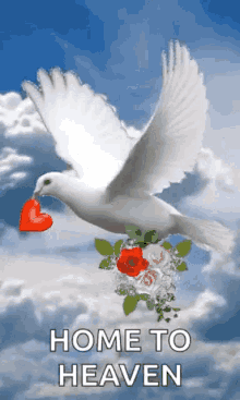 Peace Dove GIF - Peace Dove Heart GIFs
