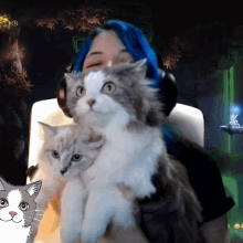 Snoozaya Twitch GIF - Snoozaya Twitch Cats GIFs